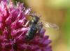 Andrena sp.